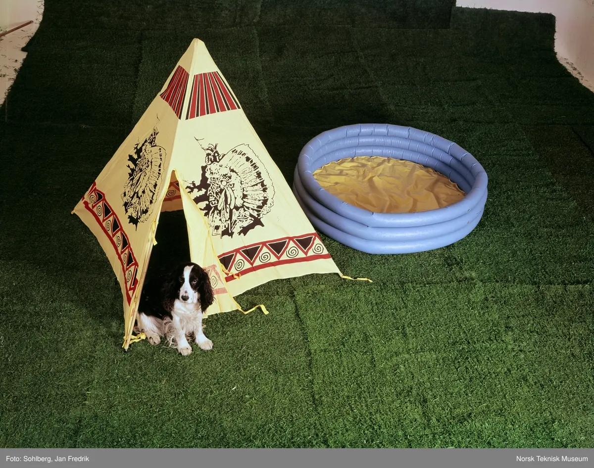 En svart og hvit hund, av rasen cocker spaniel, sitter foran et lite