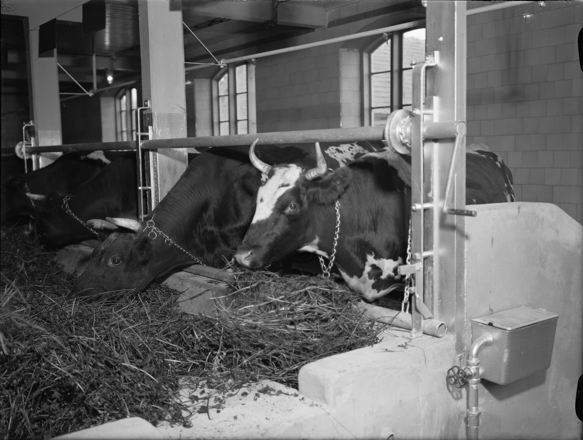 Kor i ladugård, Uppland i oktober 1939 - Upplandsmuseet / DigitaltMuseum