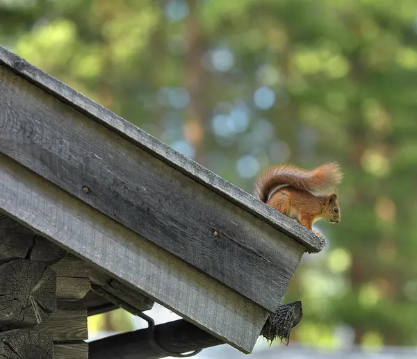 The Norwegian Forest Museum